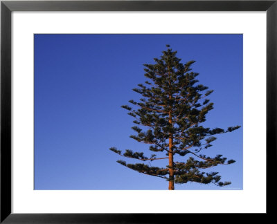 Norfolk Pine Tree, Ventura, California by Stacy Gold Pricing Limited Edition Print image