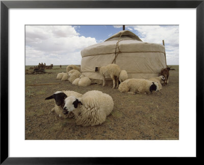 Native Housing, Felt Tent, Or Yurt, And Sheep Of Mongolian Sheep Ranchers by James L. Stanfield Pricing Limited Edition Print image