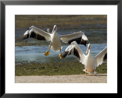 Two American White Pelicans Landing, Sanibel Island, Florida by Tim Laman Pricing Limited Edition Print image