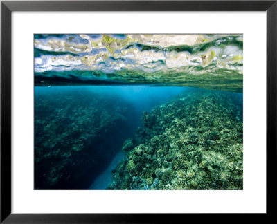 Underwater Coral Reef Views In Shallow Water, French Polynesia by Tim Laman Pricing Limited Edition Print image
