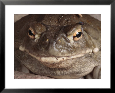 Sonoran Desert Toad Pauses For A Photo by George Grall Pricing Limited Edition Print image