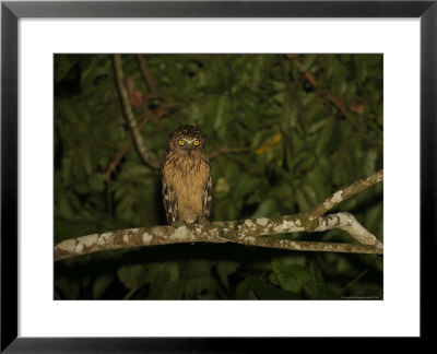 Front View Of A Buffy Fish Owl by Tim Laman Pricing Limited Edition Print image