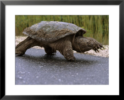 Snapping Turtle Walking Along The Side Of A Road by Heather Perry Pricing Limited Edition Print image