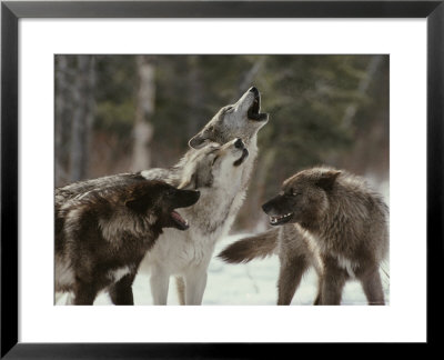 Group Of Gray Wolves, Canis Lupus, Howl In Unison by Jim And Jamie Dutcher Pricing Limited Edition Print image