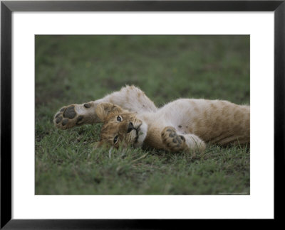 An African Lion Cub Rolls On Its Back by John Eastcott & Yva Momatiuk Pricing Limited Edition Print image