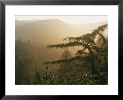 Misty Sunrise Along Pine Gap Trail, Blue Ridge Mountains by Rich Reid Pricing Limited Edition Print image