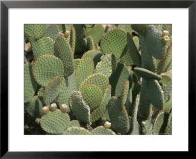 Prickly Pear Cactus At The Arizona Sonora Desert Museum by Todd Gipstein Pricing Limited Edition Print image