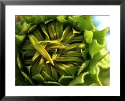 Close-Up Of A Sunflower Bud Not Yet In Bloom by White & Petteway Pricing Limited Edition Print image
