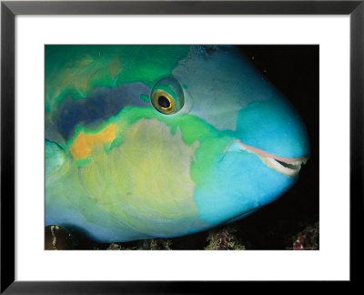 Close View Of The Eye And Mouth Of A Yellowbarred Parrotfish by Tim Laman Pricing Limited Edition Print image