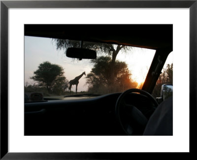 Silhouette Of A Giraffe In The Tarangire National Park, Tarangire National Park, Tanzania, Africa by Gina Martin Pricing Limited Edition Print image