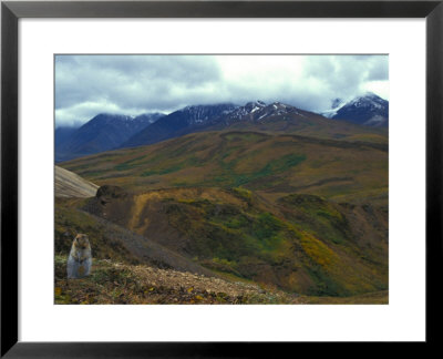 Arctic Ground Squirrel In Denali National Park, Alaska by Nick Norman Pricing Limited Edition Print image