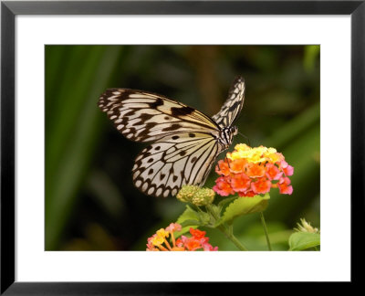 Tree Nymph Butterfly Drinks Nectar From Lantana Flowers, Idea Leuconoe by Darlyne A. Murawski Pricing Limited Edition Print image