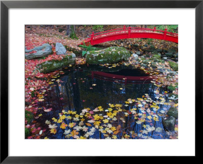 Fallen Leaves From Japanese Maples Floating In A Pond, New York by Darlyne A. Murawski Pricing Limited Edition Print image