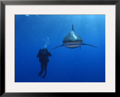 An Oceanic Whitetip Shark Swims Past A Diver by Brian J. Skerry Pricing Limited Edition Print image