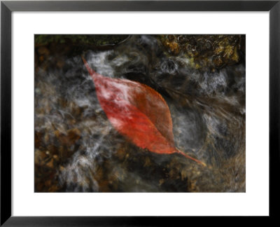 A Leaf Floating Through Reflections In A Mountain Stream by Michael S. Yamashita Pricing Limited Edition Print image