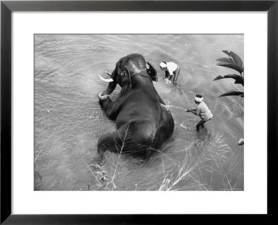 Elephant Belonging To Temple Of The Tooth, Getting Mid Day Bath In River by Howard Sochurek Pricing Limited Edition Print image