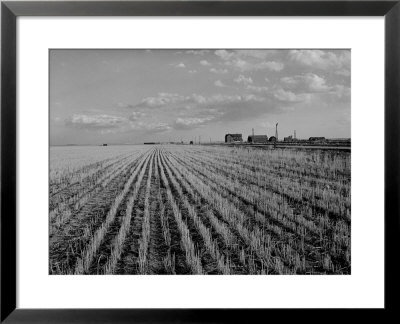 Wheat Fields by Margaret Bourke-White Pricing Limited Edition Print image