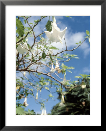 Flowering Tree, Maui, Hawaii by Jacob Halaska Pricing Limited Edition Print image