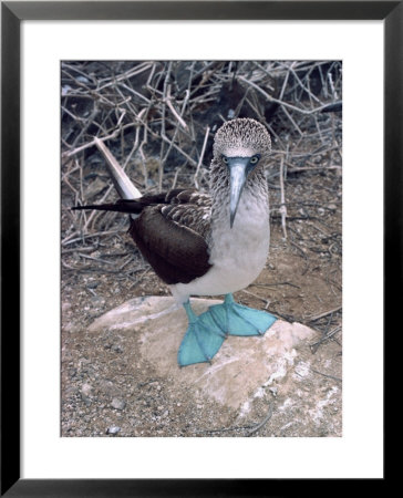 Blue Footed Booby, Galapagos Islands, Ecuador, South America by Sassoon Sybil Pricing Limited Edition Print image