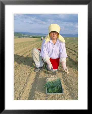 Planting Onions, Hokkaido, Japan by Gavin Hellier Pricing Limited Edition Print image