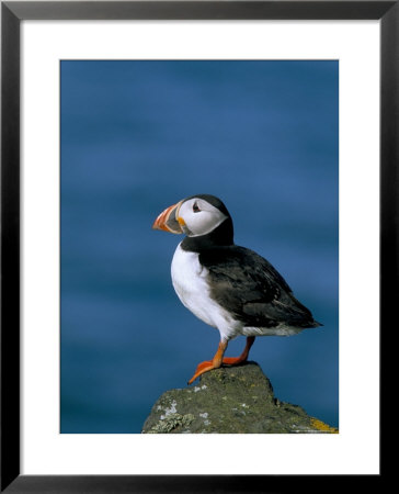 Puffin (Fratercula Arctica), Skomer Island, Pembrokeshire, Wales, United Kingdom by Steve & Ann Toon Pricing Limited Edition Print image