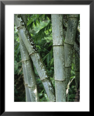 Close Up Of Stems, Bamboo Forest, Bena Village, Flores Island, Indonesia, Southeast Asia by Alison Wright Pricing Limited Edition Print image