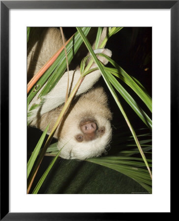 Sloth, Manuel Antonio, Costa Rica, Central America by R H Productions Pricing Limited Edition Print image