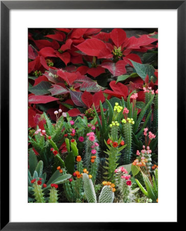 Christmas Poinsettias With Flowering Cactus In Market, San Miguel De Allende, Mexico by Nancy Rotenberg Pricing Limited Edition Print image