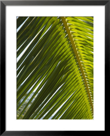 Palm Leaf, Nicoya Pennisula, Costa Rica by Robert Harding Pricing Limited Edition Print image