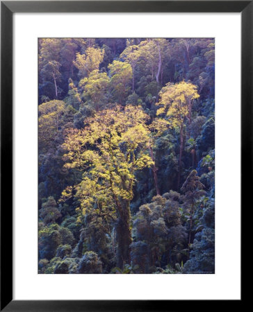 Rainforest Canopy, Springbrook National Park, Unesco World Heritage Site, Queensland, Australia by Jochen Schlenker Pricing Limited Edition Print image