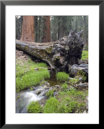 Creek With Giant Sequoia In Round Meadow, California by Rich Reid Pricing Limited Edition Print image