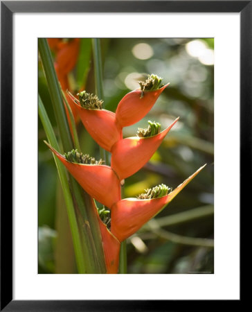 Lobster Claw Flower From South America, Asheboro, North Carolina by Joel Sartore Pricing Limited Edition Print image