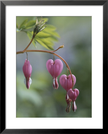 Close View Of Bleeding Heart, Or Dutchman's Breeches, Flowers by Darlyne A. Murawski Pricing Limited Edition Print image