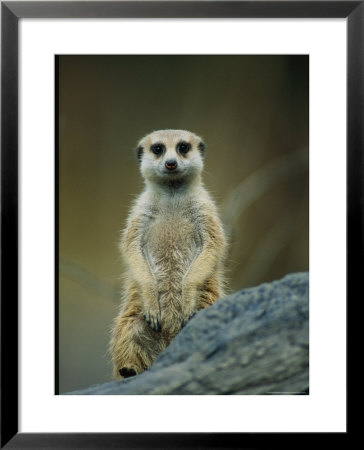 Portrait Of A Captive Meerkat by Joel Sartore Pricing Limited Edition Print image
