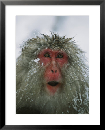 Japanese Macaque, Or Snow Monkey, With Ice Tipped Fur by Tim Laman Pricing Limited Edition Print image