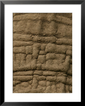 Close Detail Of The Skin Of An African Elephant by Beverly Joubert Pricing Limited Edition Print image