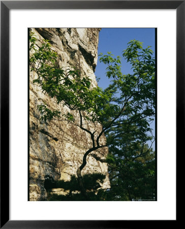 Base Of The Pinnacle Of Pilot Mountain, A Monadnock That Rises 1,400 Feet by Raymond Gehman Pricing Limited Edition Print image