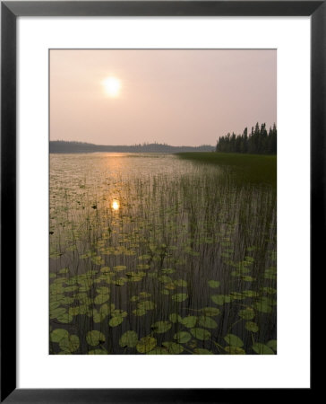 Sun And Reflection In A Lake With Grasses, Alaska by David Edwards Pricing Limited Edition Print image