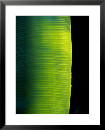 Ray Of Sunshine Pierces The Darkness And Illuminate A Banana Leaf, Julatten, Queensland, Australia by Jason Edwards Pricing Limited Edition Print image