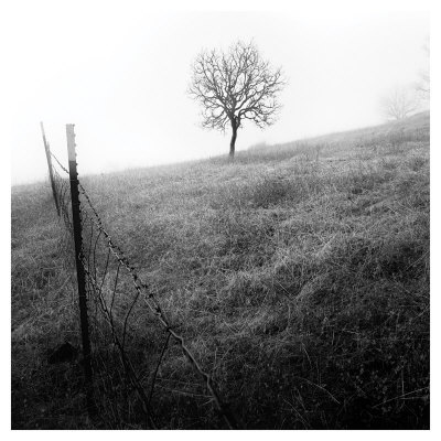 Tree And Fence I by Shane Settle Pricing Limited Edition Print image