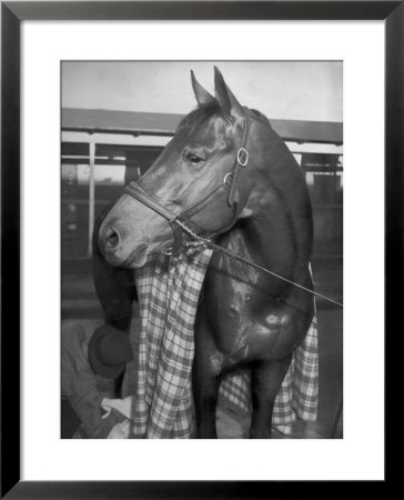 Championship Horse Seabiscuit Standing In Stall After Winning Santa Anita Handicap by Peter Stackpole Pricing Limited Edition Print image