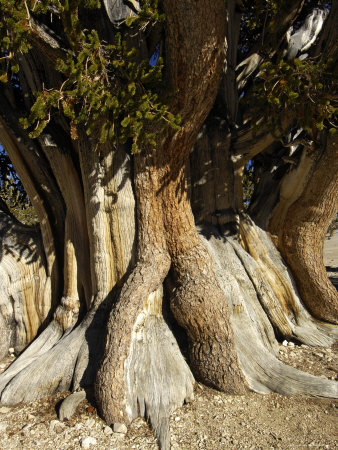 World's Largest And Oldest Bristlecone Pine Tree, The Patriarch, White Mountains, California, Usa by Dennis Kirkland Pricing Limited Edition Print image