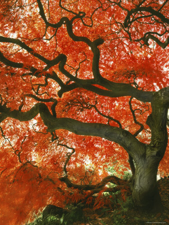 Underside Of Japanese Maple Tree In Garden, Portland, Oregon, Usa by Steve Terrill Pricing Limited Edition Print image