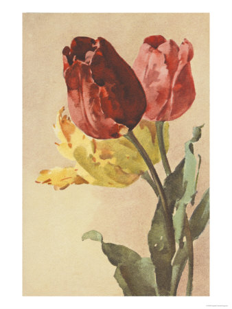 Tulip by Elizabeth Garrett Pricing Limited Edition Print image