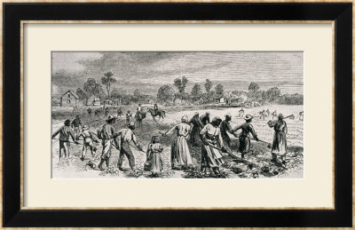 Labour In The Cotton Fields, Hoeing The Young Plants, Illustration From Harper's Weekly, 1867 by Alfred Rudolf Waud Pricing Limited Edition Print image