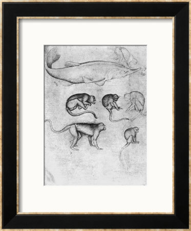 Six Monkeys And A Sturgeon by Antonio Pisani Pisanello Pricing Limited Edition Print image
