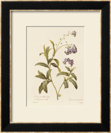 Forget-Me-Not by Pierre-Joseph Redouté Pricing Limited Edition Print image