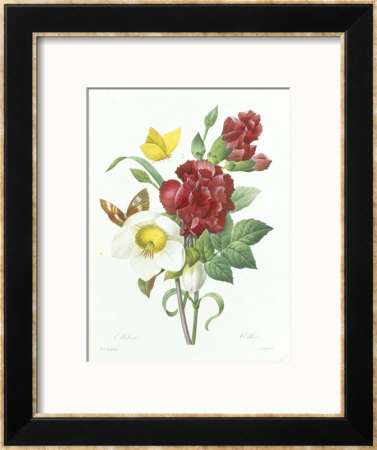 Botanical Study Of Hellebore by Pierre-Joseph Redoute Pricing Limited Edition Print image