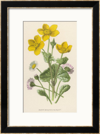 Marsh Marigold Depicted With Bellis Perennis, Common Daisy by F. Edward Hulme Pricing Limited Edition Print image