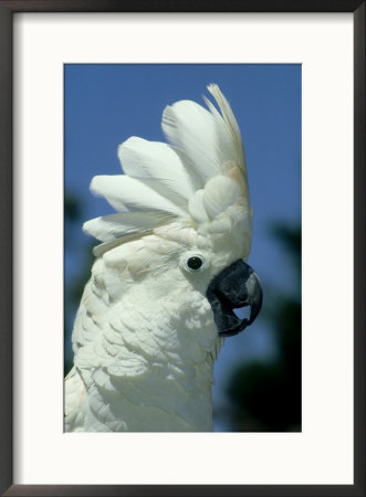 Umbrella Cockatoo, Displaying And Calling, Indonesia by Brian Kenney Pricing Limited Edition Print image